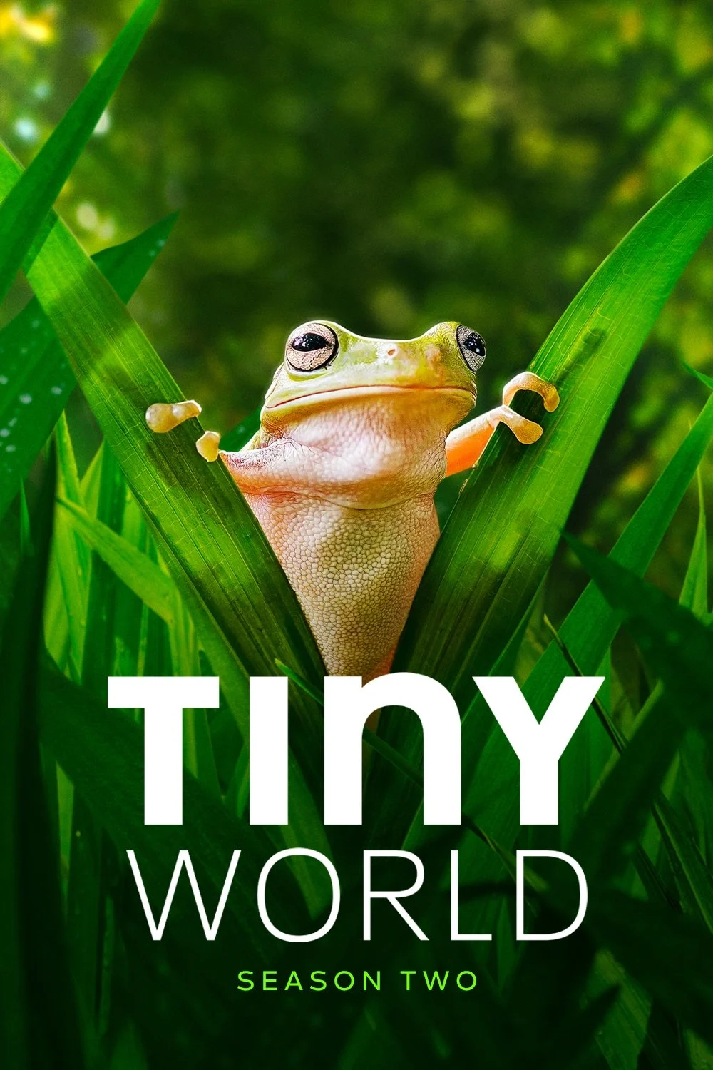 Tiny World (Season 2)